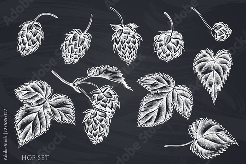 Vector set of hand drawn chalk hop
