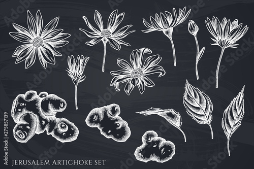 Vector set of hand drawn chalk jerusalem artichoke