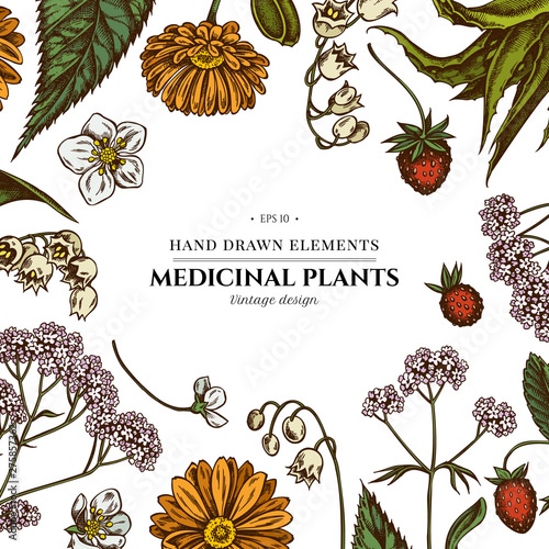 Floral design with colored aloe, calendula, lily of the valley, nettle, strawberry, valerian