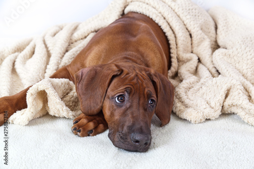 Portrait of a dog breed Rhodesian ridzhbek on a white shaggy rug