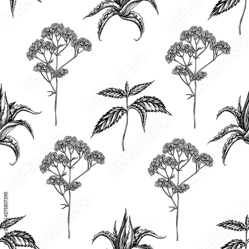 Seamless pattern with black and white aloe, nettle, valerian