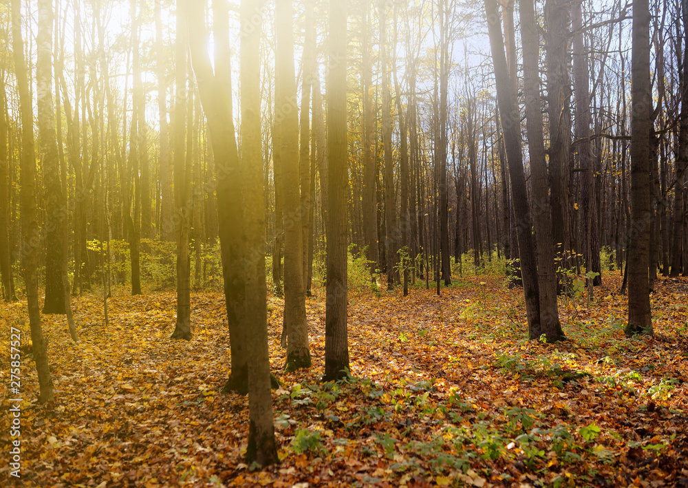 Fototapeta premium Forest at cold sunny autumn day