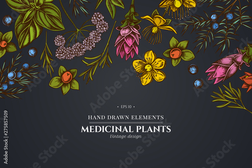 Floral design on dark background with angelica, basil, juniper, hypericum, rosemary, turmeric