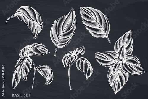 Vector set of hand drawn chalk basil