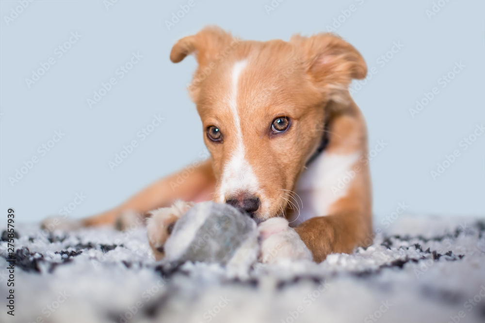 A cute red and white mixed breed puppy with a mischievous expression, lying on a rug with a ball