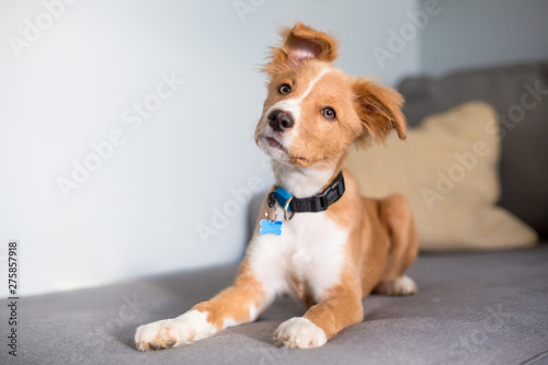 A cute red and white mixed breed puppy lying on a couch and listening with a head tilt photo