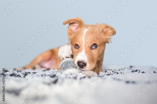A cute red and white mixed breed puppy with a mischievous expression, lying on a rug with a ball