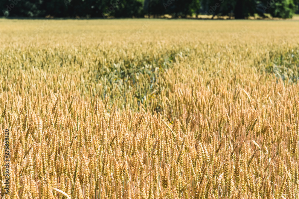 A golden field of wheat near Bad Dürrenberg, Germany. A golden field of wheat near Bad Dürrenberg, Germany.