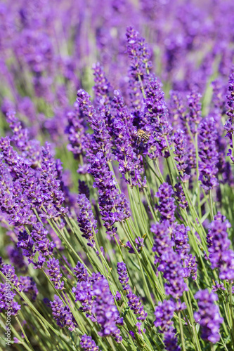 Soft focus on lavender flower  beautiful lavender flower