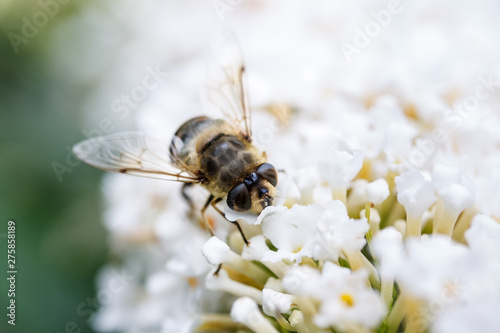 A bee sitting on top of white flowers