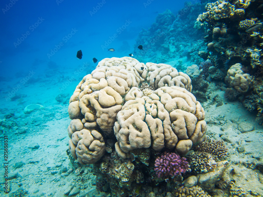 Brain coral. Colourful marine life in Red Sea, Egypt, Dahab. Brain coral. Colourful marine life in Red Sea, Egypt, Dahab.