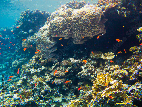 Colourful marine life in Red Sea, Egypt, Dahab
