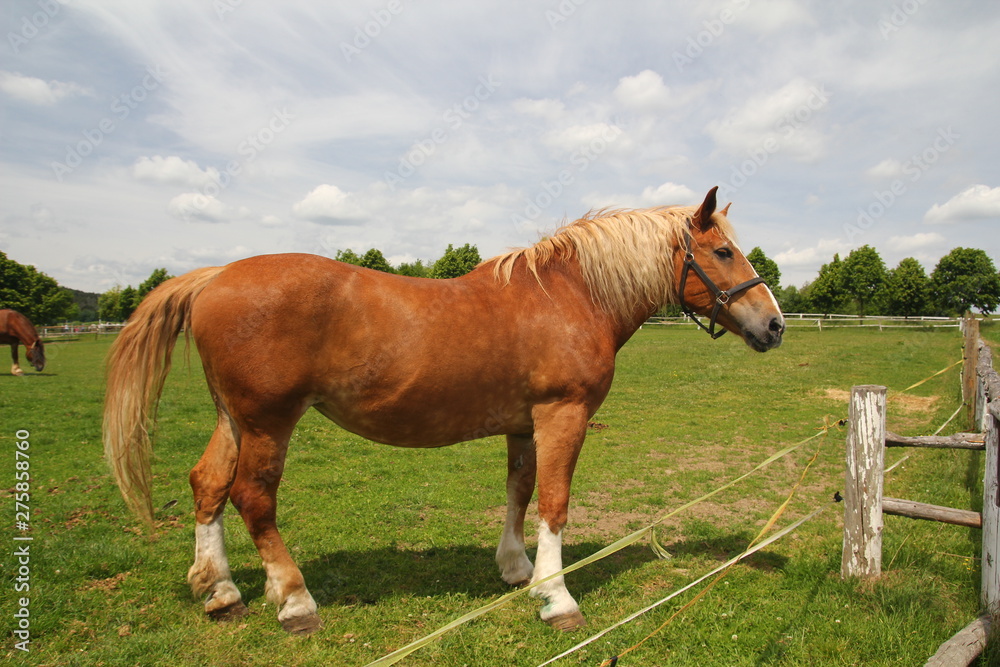 Obraz premium Draft horse show standing