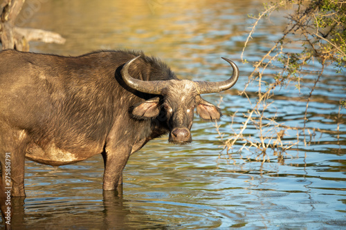 Cape Buffalo in and around watering holes. 