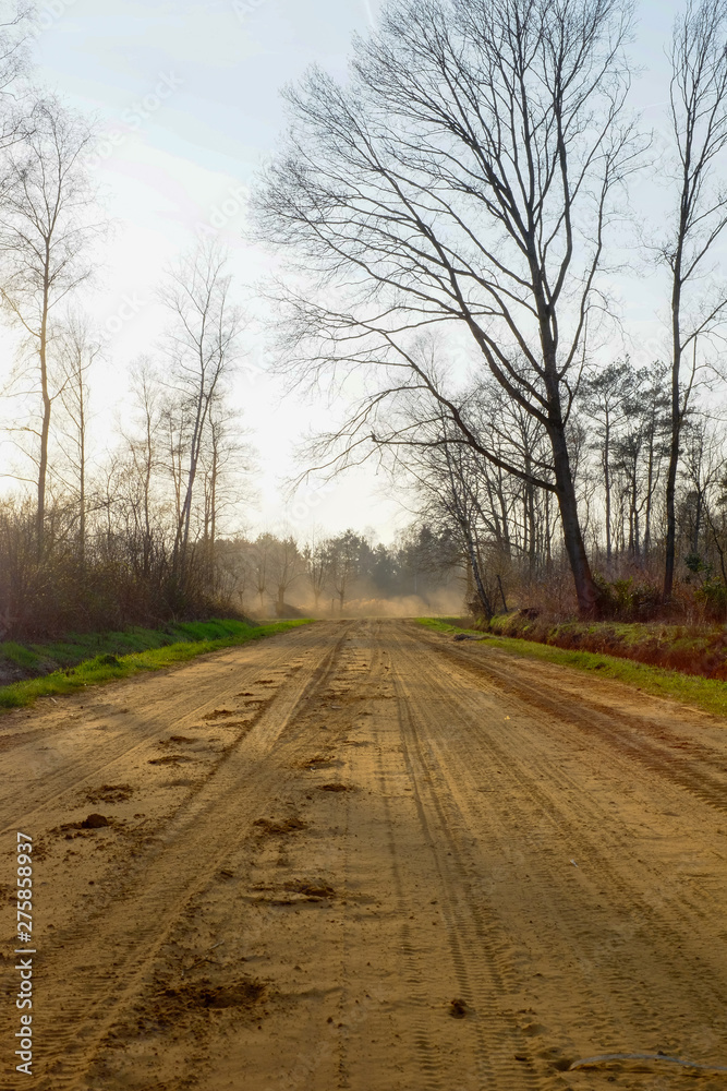 Straight rural pathway with green plants and tree on both the side against blue sky