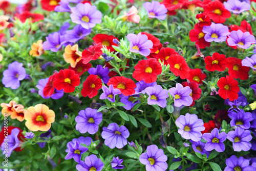 colorful petunia flower blooming in summer photo