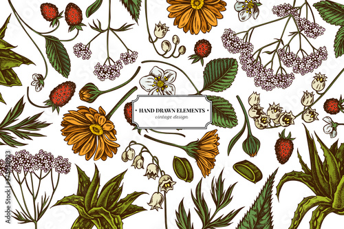 Floral design with colored aloe, calendula, lily of the valley, nettle, strawberry, valerian