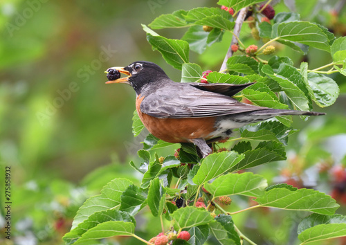 robin bird eating mulberry fruit on the tree