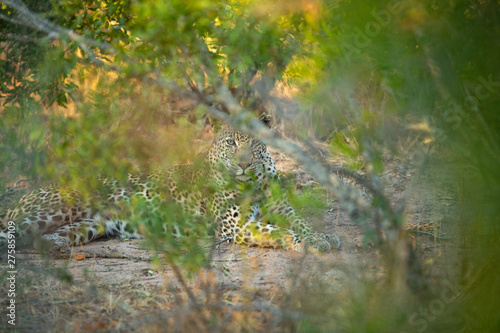 Young male leopard staring at the camera through the bushes.