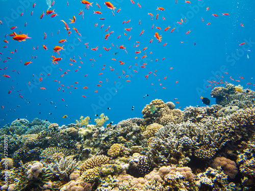 Colourful marine life in Red Sea  Egypt  Dahab
