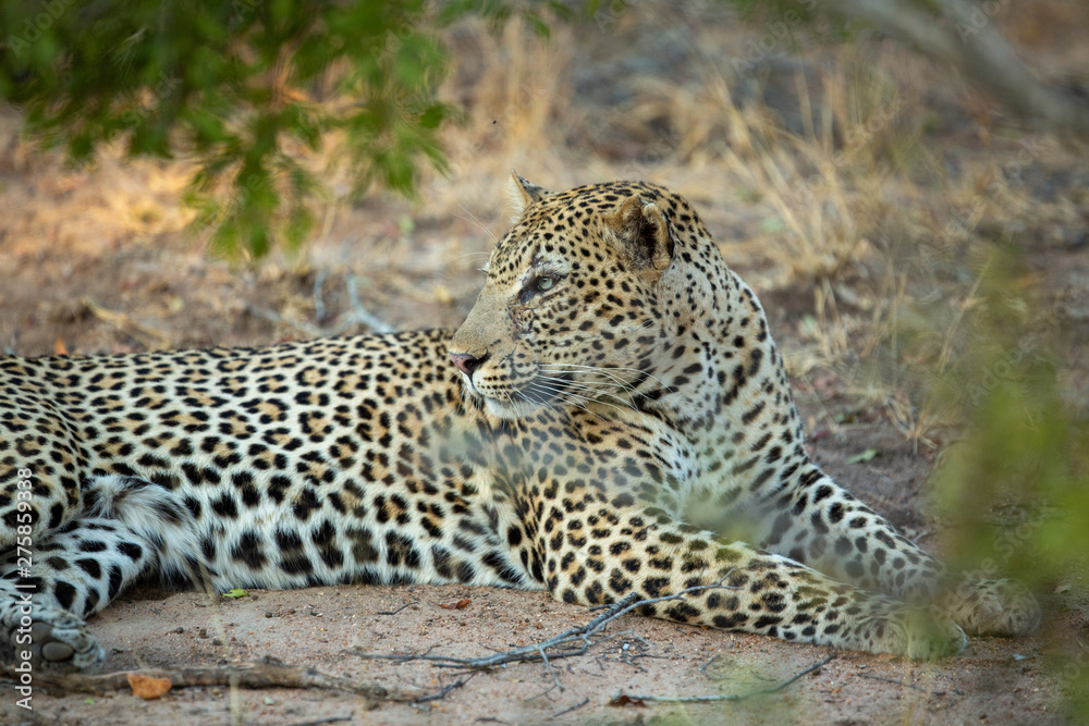 Young Male leopard in the afternoon light of winter. Young Male leopard in the afternoon light of winter.
