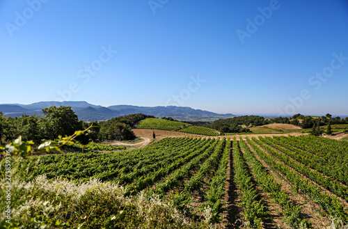 Wallpaper Mural View of a vineyard in Provence, France.  Torontodigital.ca