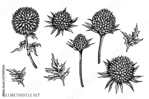 Vector set of hand drawn black and white globethistle