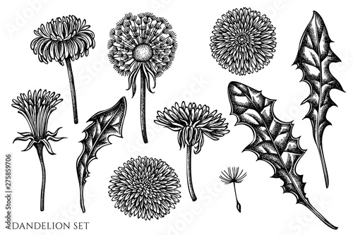 Vector set of hand drawn black and white dandelion