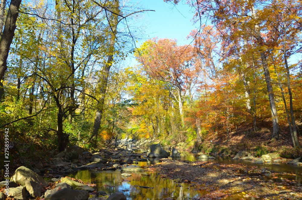 Autumn and Trees in North America Parks...