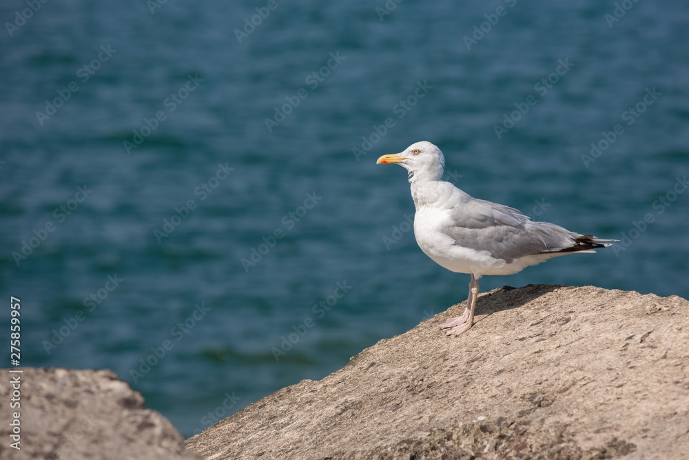 Close up view of white birds seagulls on the beach against natural blue water background. Copy space Close up view of white birds seagulls on the beach against natural blue water background. Copy space