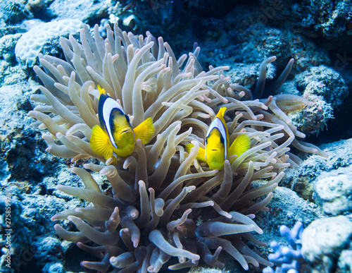 Ocellaris clownfish. Colourful marine life in Red Sea  Egypt  Dahab.