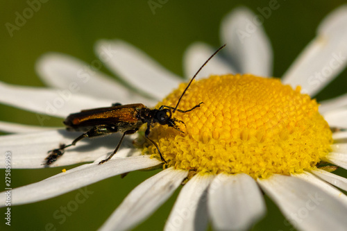 Macro of a beetle feeding on a camomile flower (meadow)