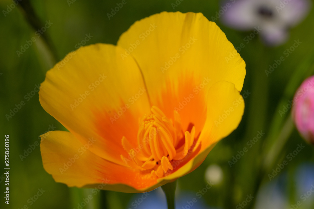 Macro of orange poppy flower (meadow) Macro of orange poppy flower (meadow)