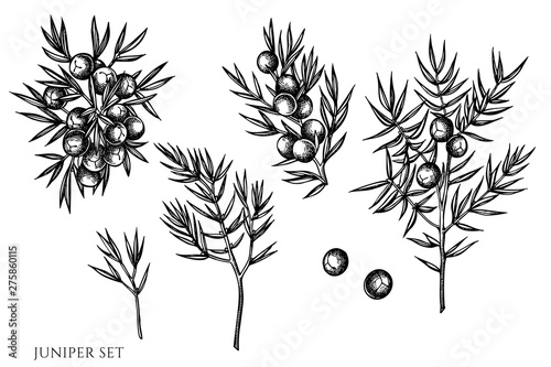 Vector set of hand drawn black and white juniper photo