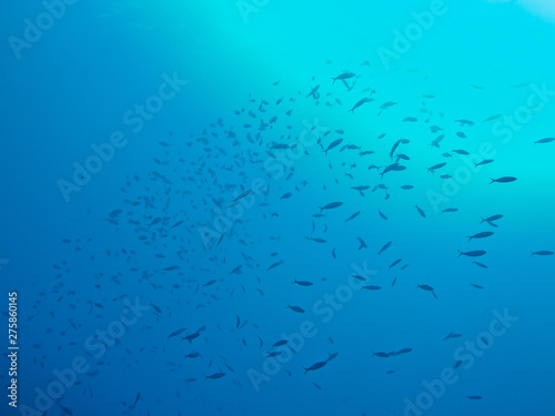 Shoal of fish. Colourful marine life in Red Sea, Egypt, Dahab.
