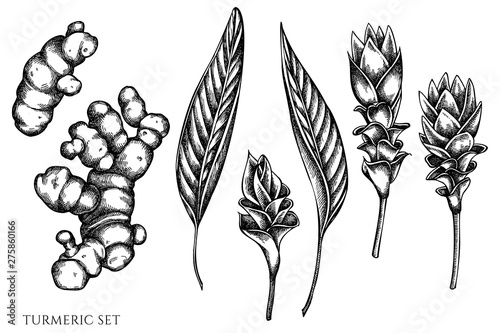 Vector set of hand drawn black and white turmeric