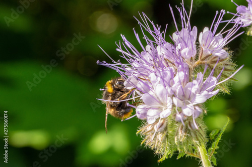 Macro of bumblebee feeding on purple flower (meadow)