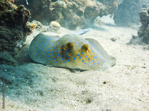 Bluespotted ribbontail ray hiding under coral reef. Colourful marine life in Red Sea  Egypt  Dahab.
