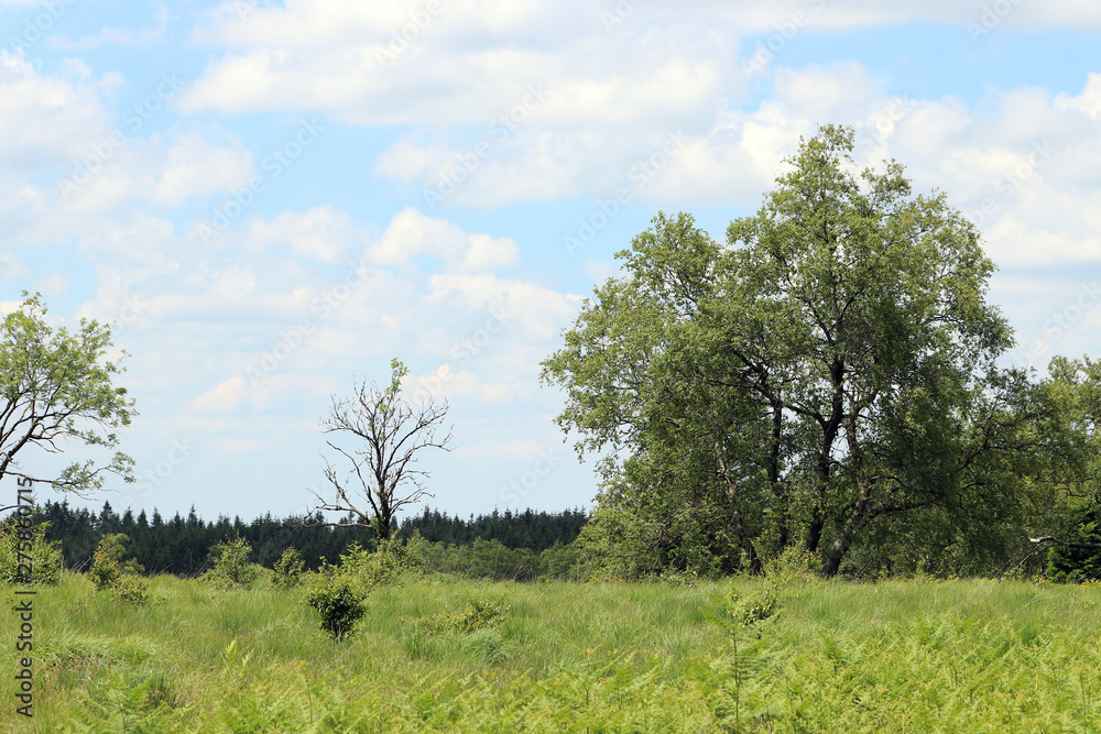 Fototapeta premium Dans les hautes herbes des Haute Fagnes