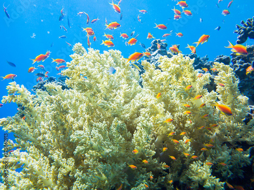 Fototapeta Naklejka Na Ścianę i Meble -  Colourful marine life in Red Sea, Egypt, Dahab