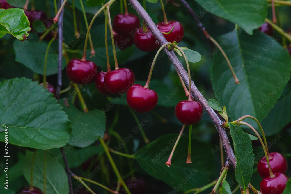 branch with red ripe cherry