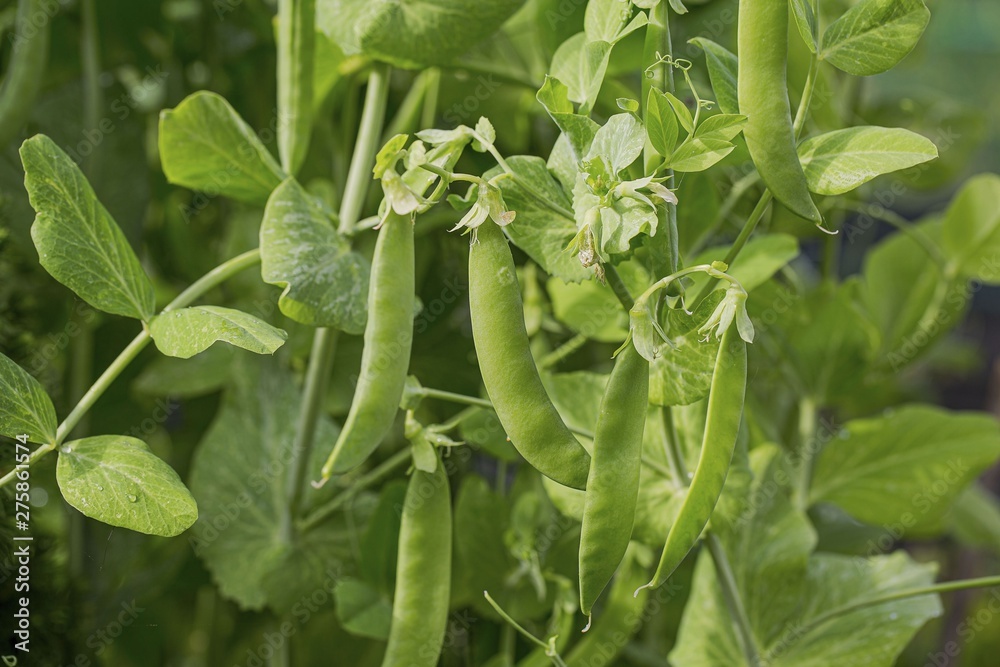 Close up view of green peas isolated. Beautiful nature backgrounds. Close up view of green peas isolated. Beautiful nature backgrounds.