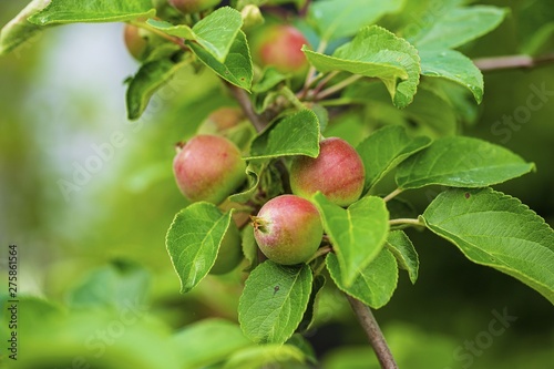 Close up view of beatiful apple tree with fruit getting red. Green red nature backgrounds. 
