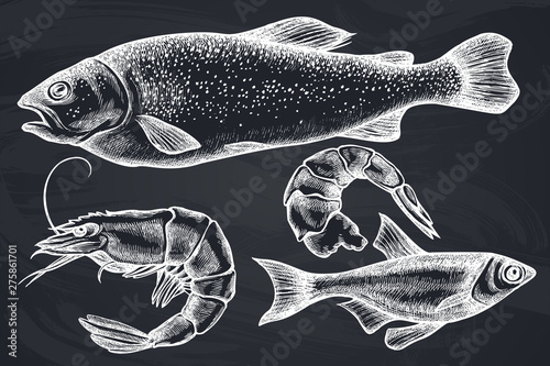 Vector set of hand drawn chalk fish, shrimp