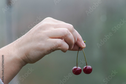 red ripe cherry in hand © Artoym