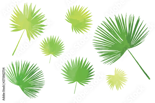 Bright tropic palm leaves kit, individual elements on white background