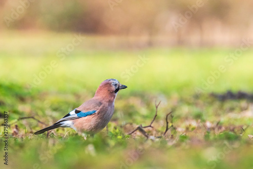 Eurasian jay Garrulus glandarius perched in a meadow © Sander Meertins