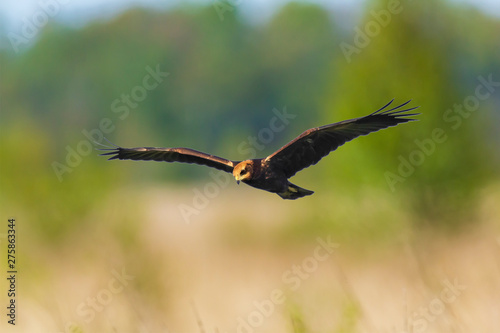 Western marsh harrier, Circus aeruginosus, hunting