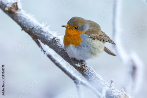 European robin bird Erithacus rubecula in Winter snow