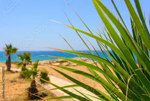  palm tree on the background of the blue sea on the coast of Ayia Napa, Cyprus